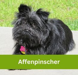 Affenpinscher
