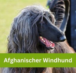 Afghanischer Windhund