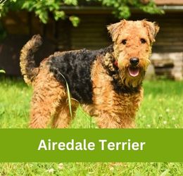 Airedale Terrier