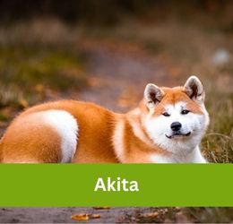 Akita