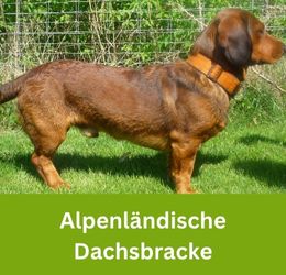 Alpenländische Dachsbracke