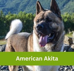 American Akita