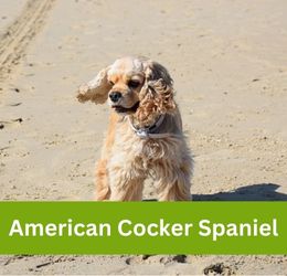American Cocker Spaniel