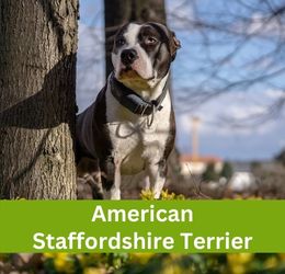 American Staffordshire Terrier