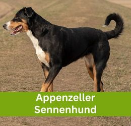 Appenzeller Sennenhund