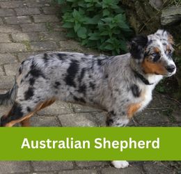 Australian Shepherd