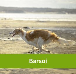 Barsoi