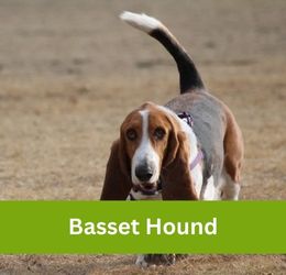 Basset Hound
