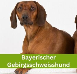 Bayerischer Gebirgsschweisshund