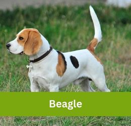 Beagle