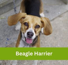 Beagle Harrier