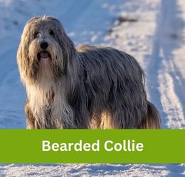 Bearded Collie