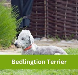Bedlington Terrier