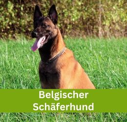 Belgischer Schäferhund