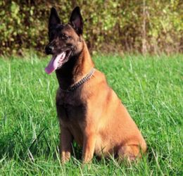 Belgischer Schäferhund