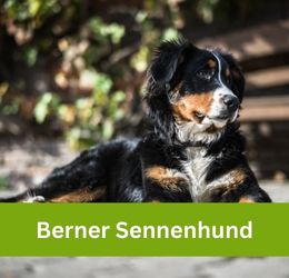 Berner Sennenhund