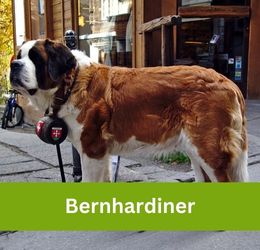 Bernhardiner