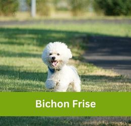 Bichon Frise