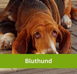 Bluthund