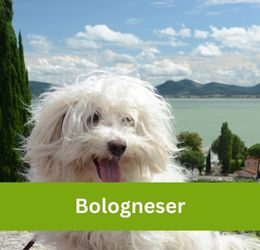Bologneser