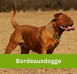 Bordeauxdogge