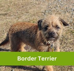 Border Terrier