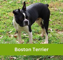 Boston Terrier
