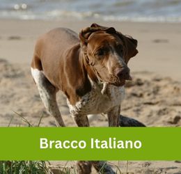 Bracco Italiano