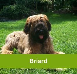 Briard