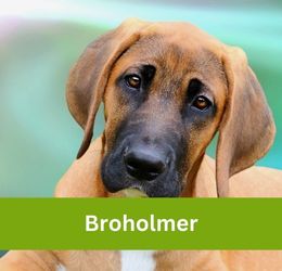 Broholmer