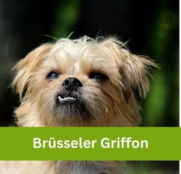 Brüsseler Griffon