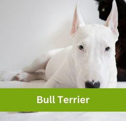 Bull Terrier