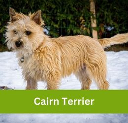 Cairn Terrier