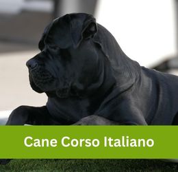 Cane Corso Italiano