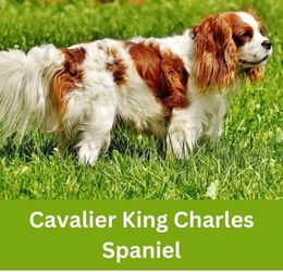 Cavalier King Charles Spaniel