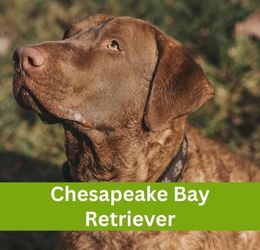 Chesapeake Bay Retriever