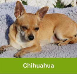 Chihuahua