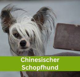 Chinesischer Schopfhund
