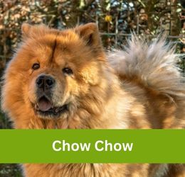 Chow Chow