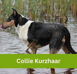 Collie Kurzhaar