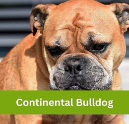Continental Bulldog