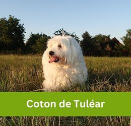 Coton de Tulear