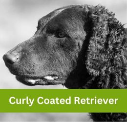 Curly Coated Retriever
