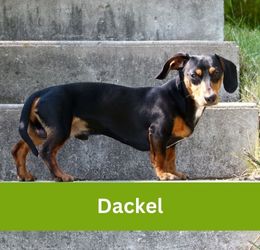 Dackel