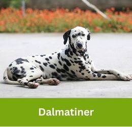 Dalmatiner