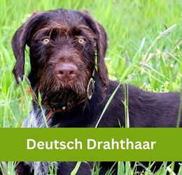 Deutsch Drahthaar