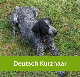 Deutsch Kurzhaar