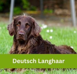 Deutsch langhaar
