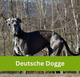 Deutsche Dogge