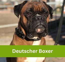 Deutscher Boxer